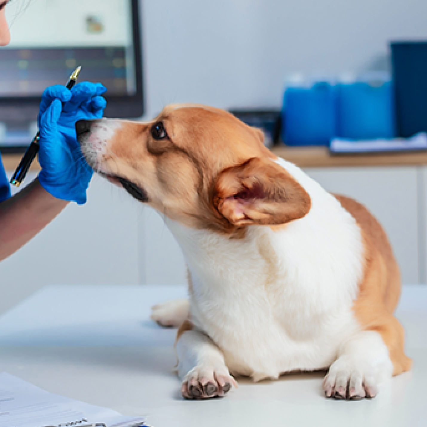 Perro en el veterinario.jpg